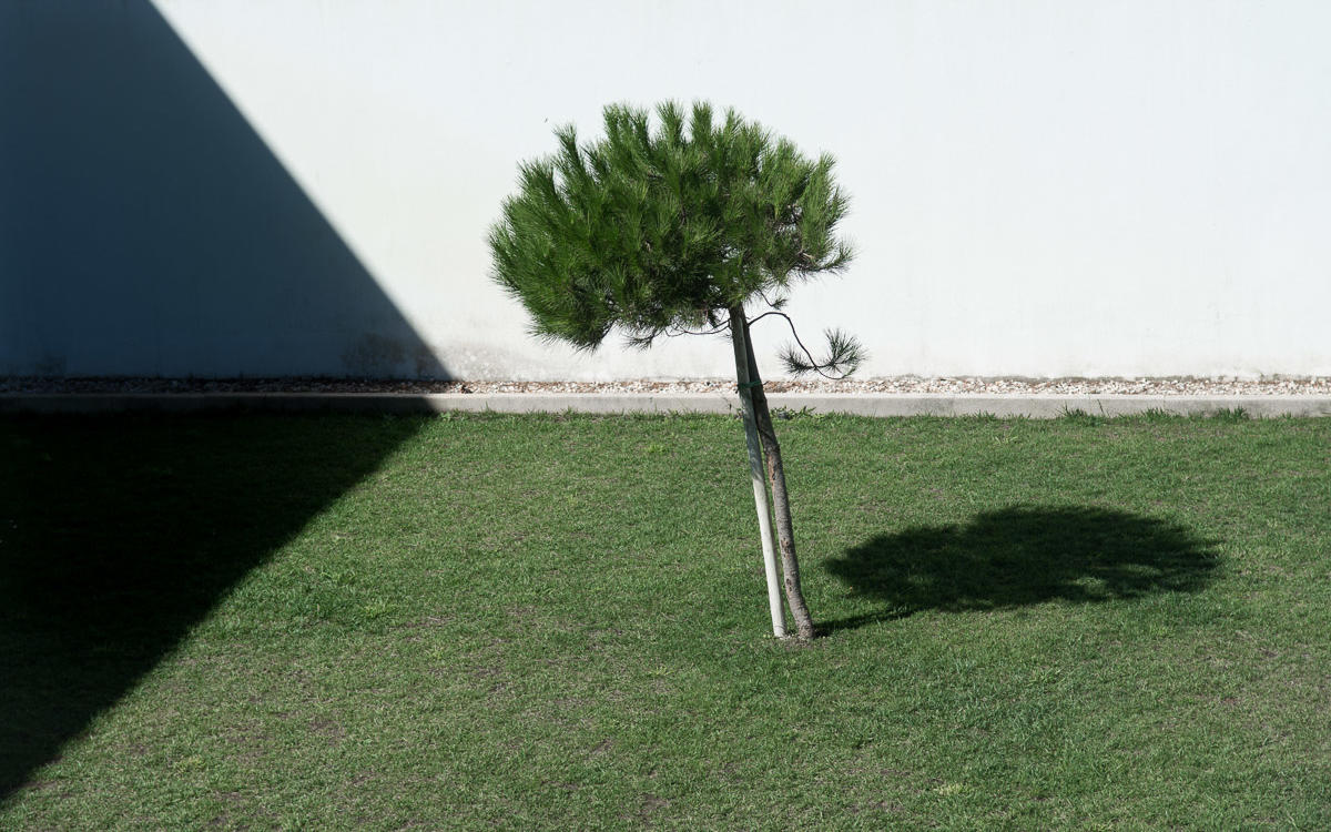 arbre ombre