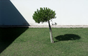 arbre ombre